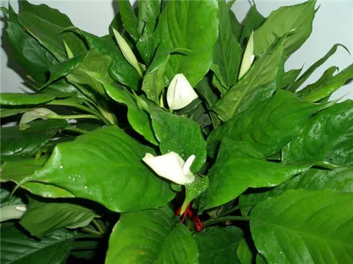 万年青开花好吗