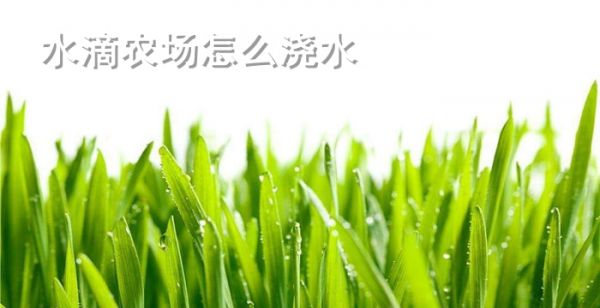 水滴农场怎么浇水