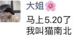 猫南北什么意思
