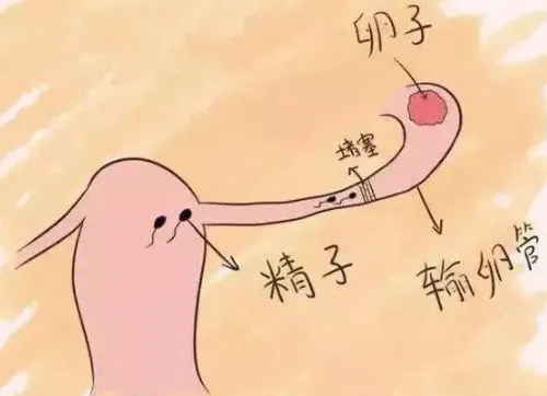 结婚两年没怀孕正常吗